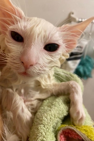 宇宙人 弥生 Club Tiara クラブ ティアラ 上野のキャバクラ ポケパラ