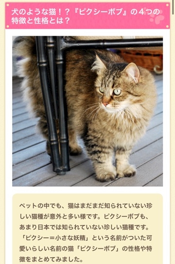 ピクシーボブという猫 弥生 Club Tiara クラブ ティアラ 上野のキャバクラ ポケパラ
