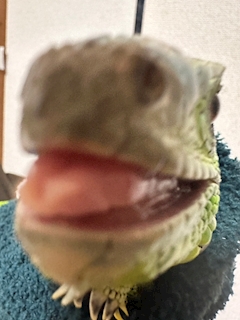 れいな
