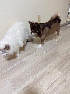 かな