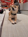 chiko