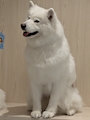 chiko