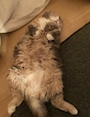 chiko
