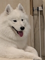 chiko