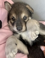 chiko