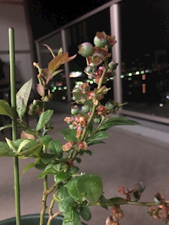 プロフィール写真1・ゆきえ｜熟女キャバクラ　雅・ミヤビ - 広島市（流川）のキャバクラ