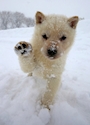 chiko