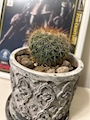 chiko