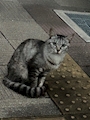 chiko