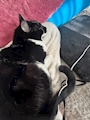 chiko