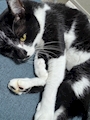 chiko