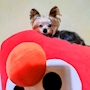 chiko