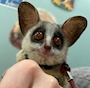 新着ブログ ショウガラゴ🐒