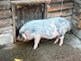 chiko