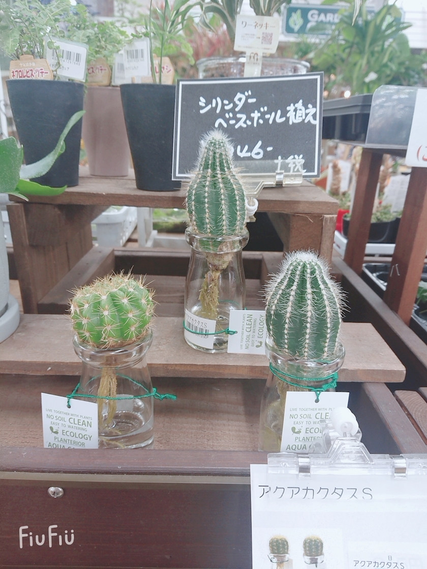 かわゆいですぅ 一ノ瀬葵 Club Dal Segno ダル セーニョ 浜松のクラブ ラウンジ ポケパラ