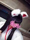 プロフィール写真6・🇯🇵💣一ノ瀬　あおい🐲🇲🇽｜CLUB Dal Segno・ダル セーニョ - 浜松のクラブ/ラウンジ