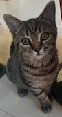 chiko