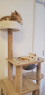 chiko