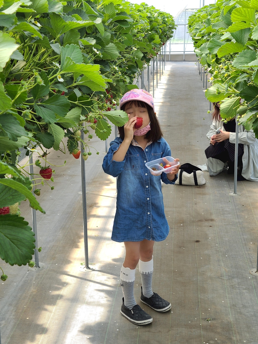 イチゴ狩り Club King Of Queen キングオブクイーン 八日市のラウンジ クラブ ポケパラ体入