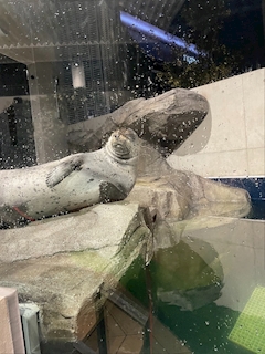米倉 あやめ「続き🐟🐟🐟🐟🐟🐟」