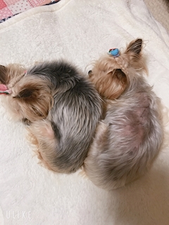 米倉 あやめ「るんるんるーん😆✨」