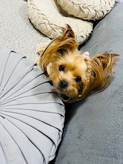 米倉 あやめ「🐶」