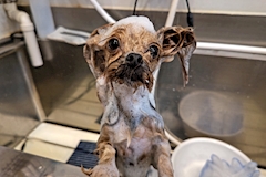 米倉 あやめ「🐶」