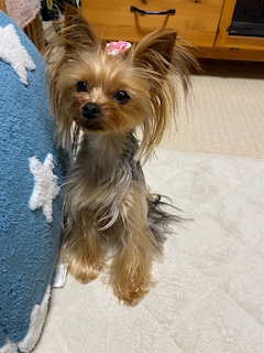 米倉 あやめ「🆕ヘアー」
