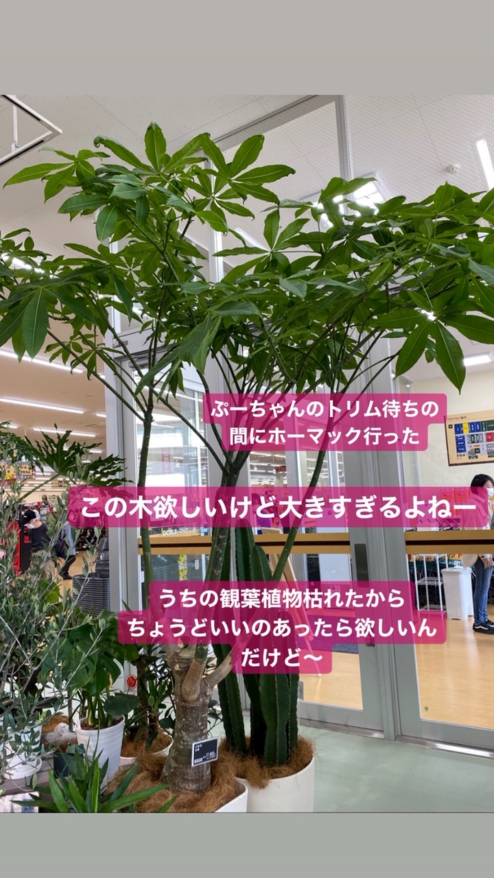 ふわふわぷーちゃん 夏目りょうこ Lounge 凛 リン すすきのクラブ ラウンジ ポケパラ