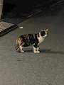 chiko