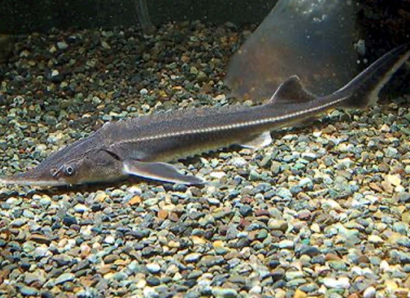 サメ飼いました なお Club Lien リアン 鶴見駅東口のスナック ポケパラ