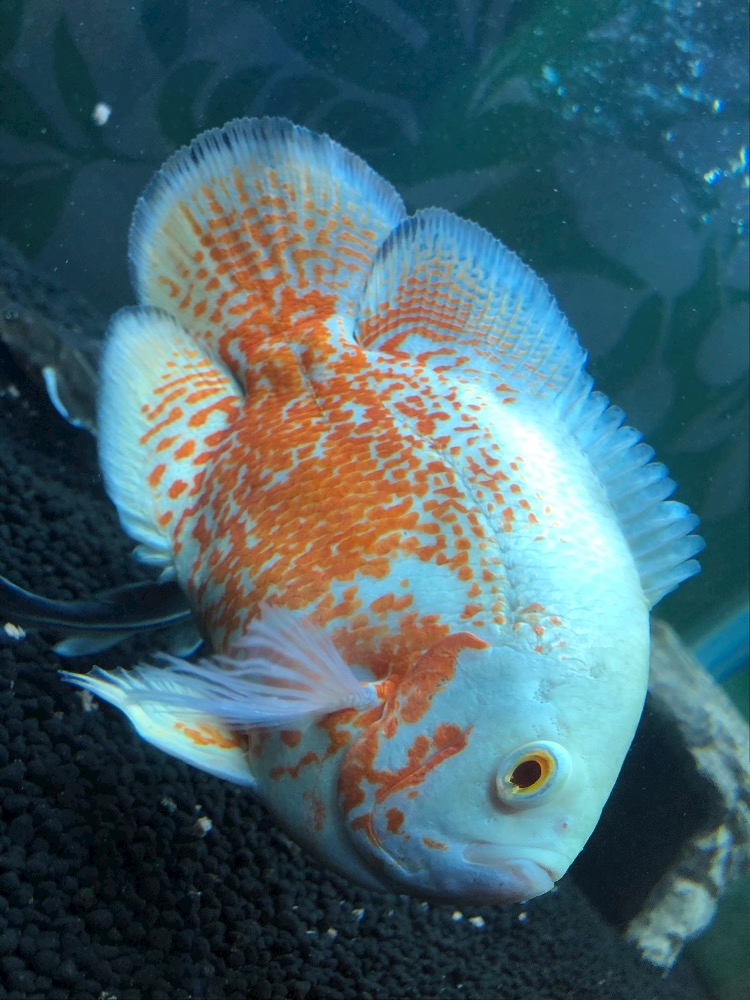 お魚🐟🐠🐡🐬🐳🐙🐋🦈🐊🦀  🦐🦑🐙🐢 - なお - club Lien・リアン 