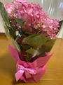 新着ブログ 母の日💐
