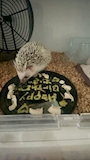 chiko