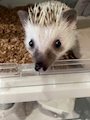 chiko