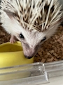 chiko
