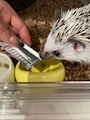 chiko