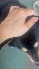 chiko