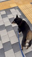 chiko