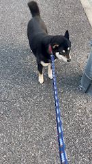 chiko