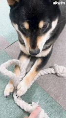 chiko