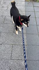 chiko