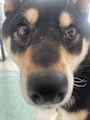 chiko