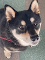 chiko