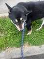 chiko