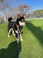 chiko