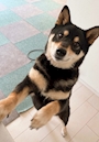 chiko