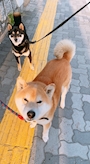 chiko