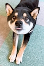 chiko