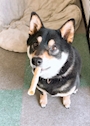 chiko